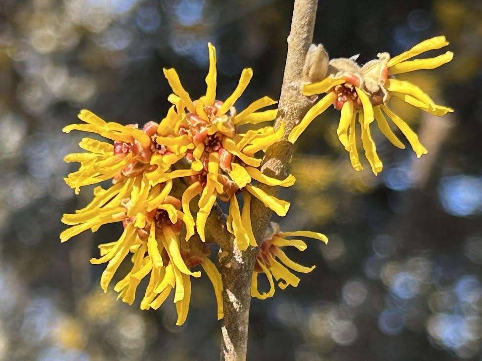 witch hazel
